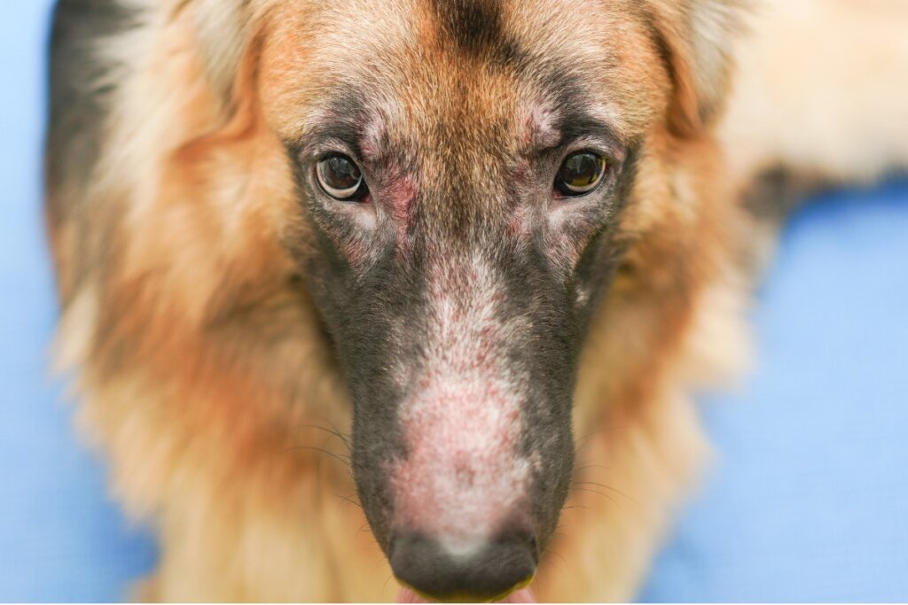 is a yeast infection contagious in dogs