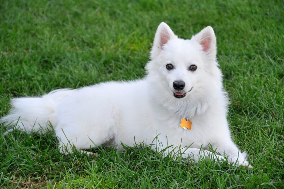 American Eskimo dog.