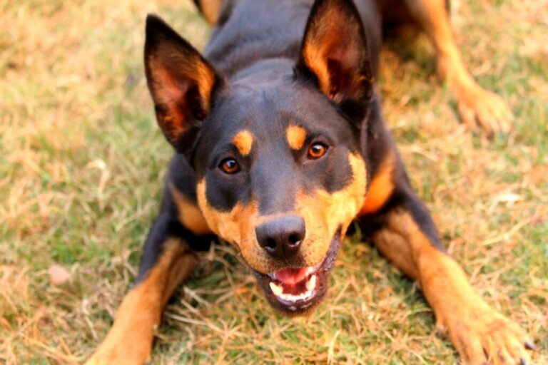 are australian kelpies good family dogs