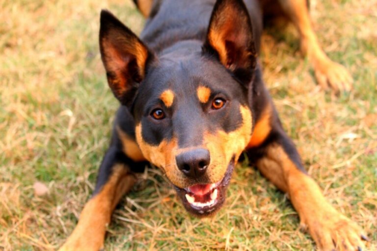 The Australian Kelpie: All About this Breed