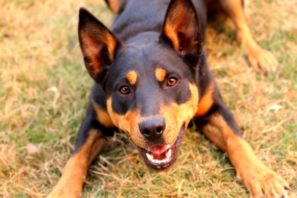 The Australian Kelpie: All About this Breed
