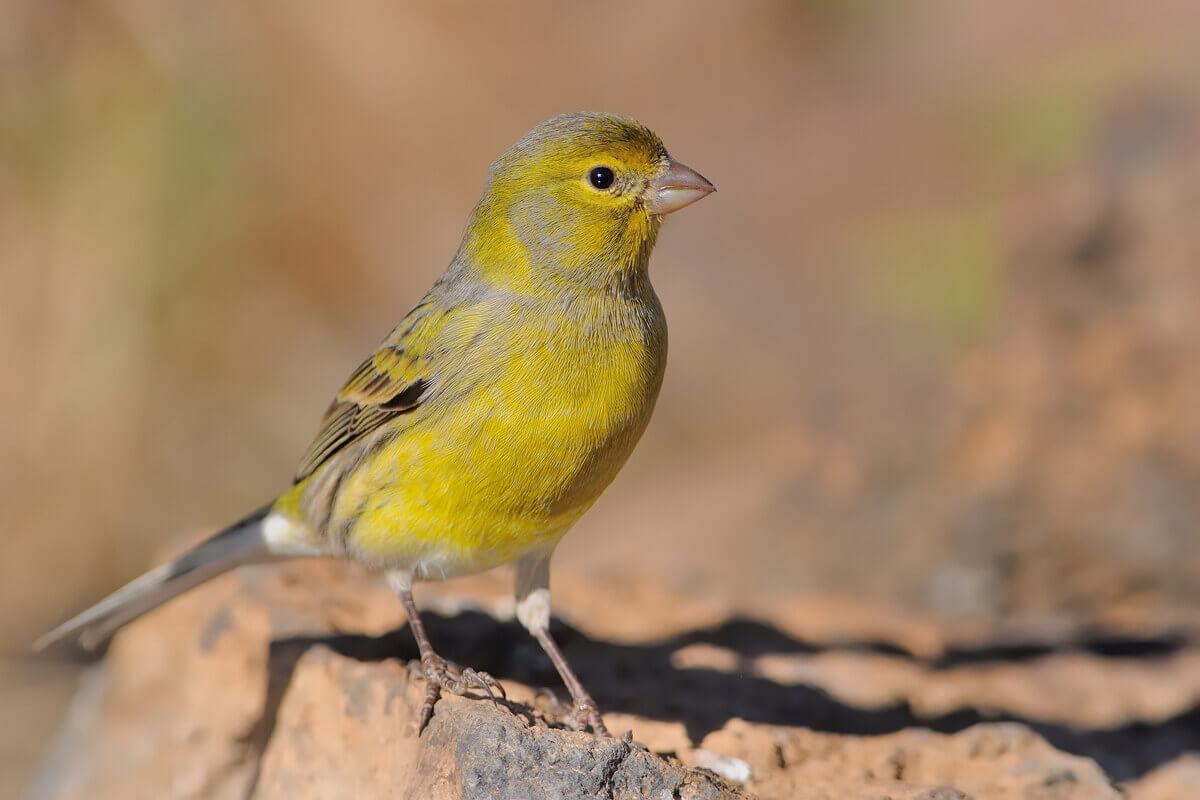 A canary in the wild.