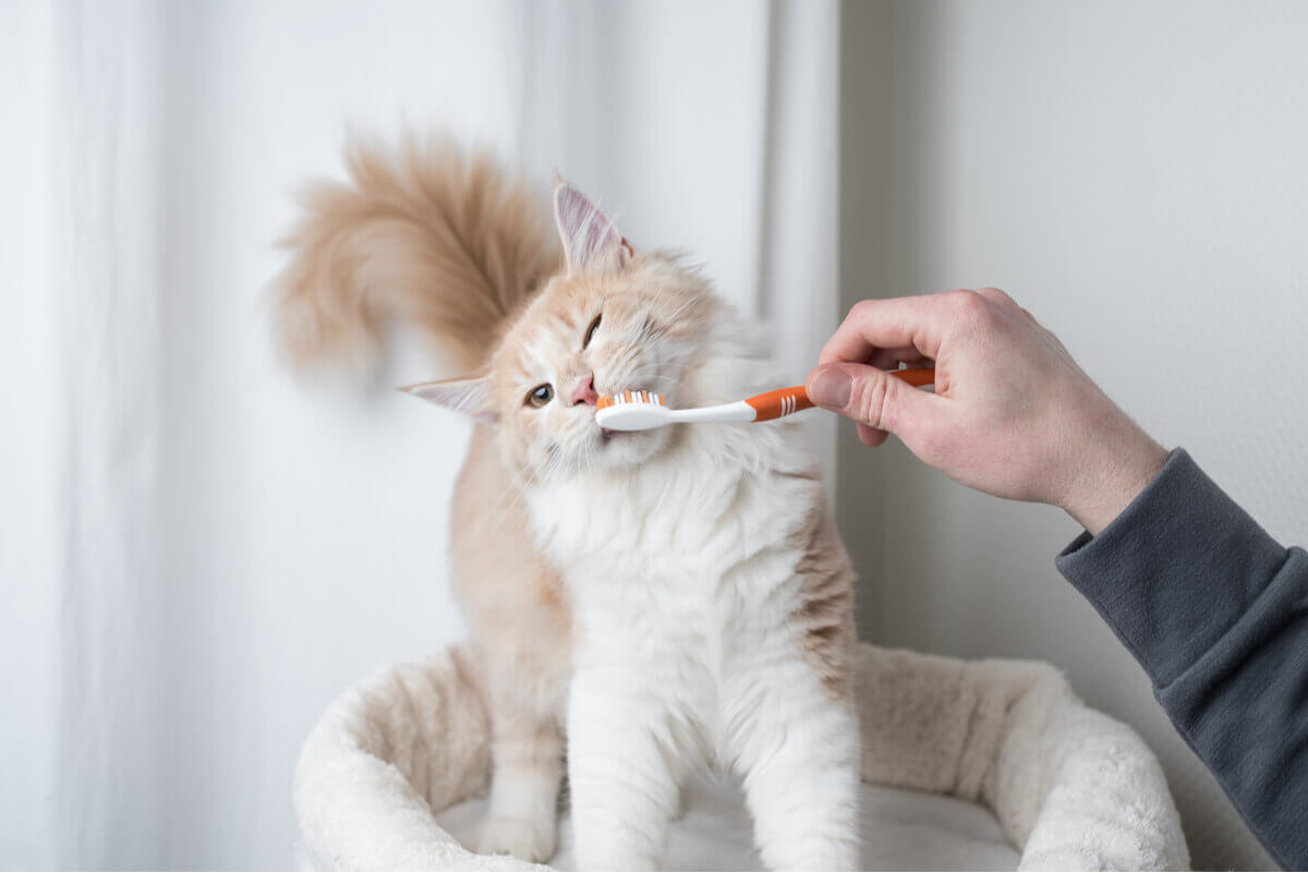 A person brushing a cat's teeth.