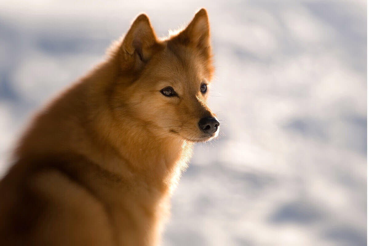 A Finnish Spitz.