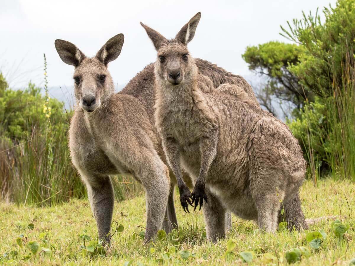 Two large kangaroos.