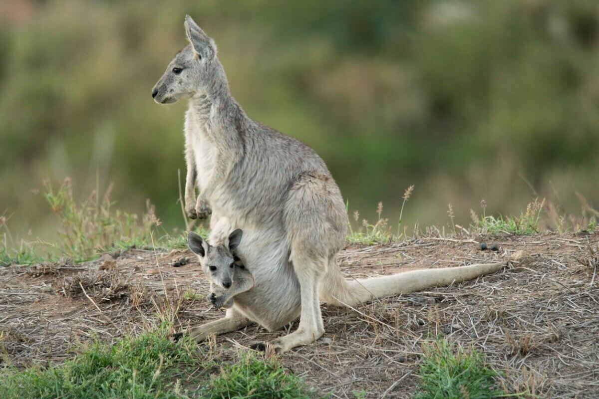 En grå kenguru med en baby i vesken.