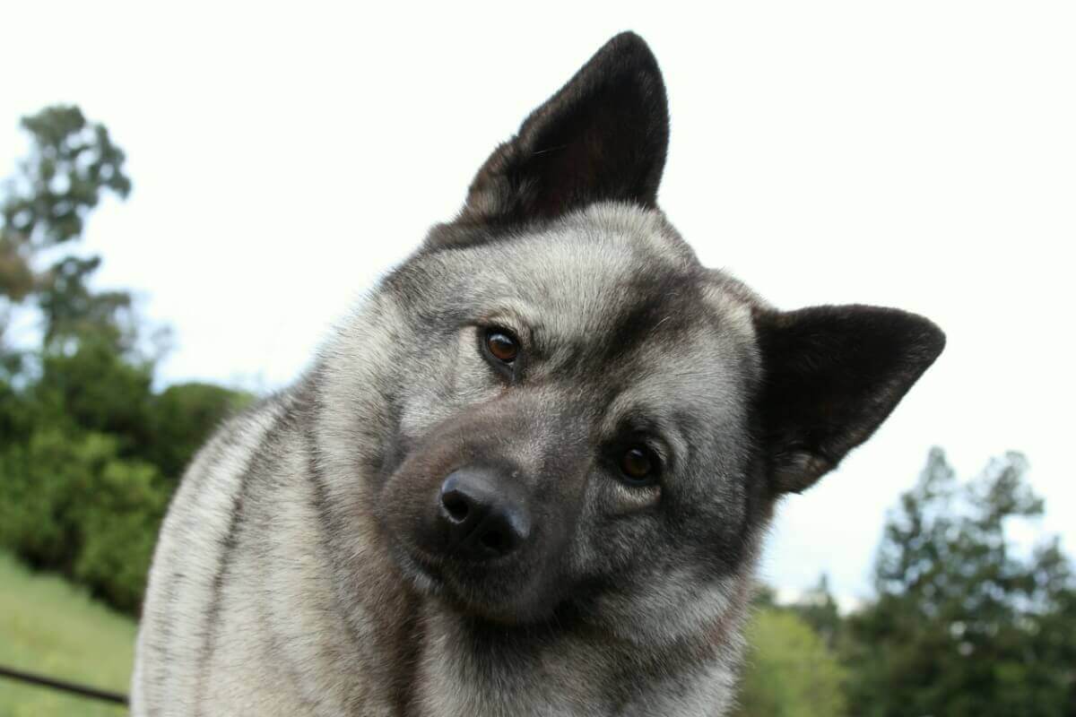 Norveç elkhound cinsi köpek kameraya bakıyor