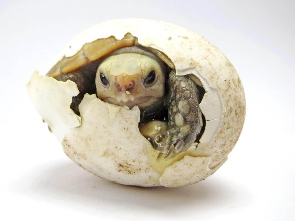 A turtle hatching.