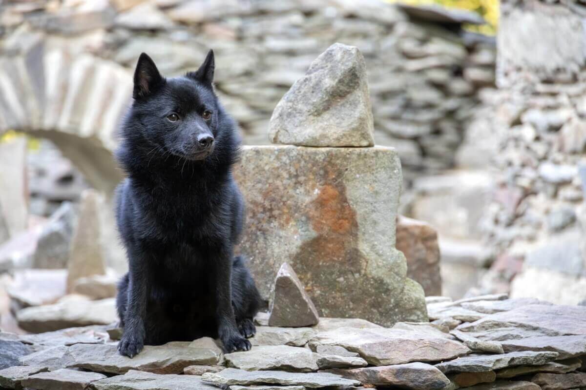 A Schipperke dog.