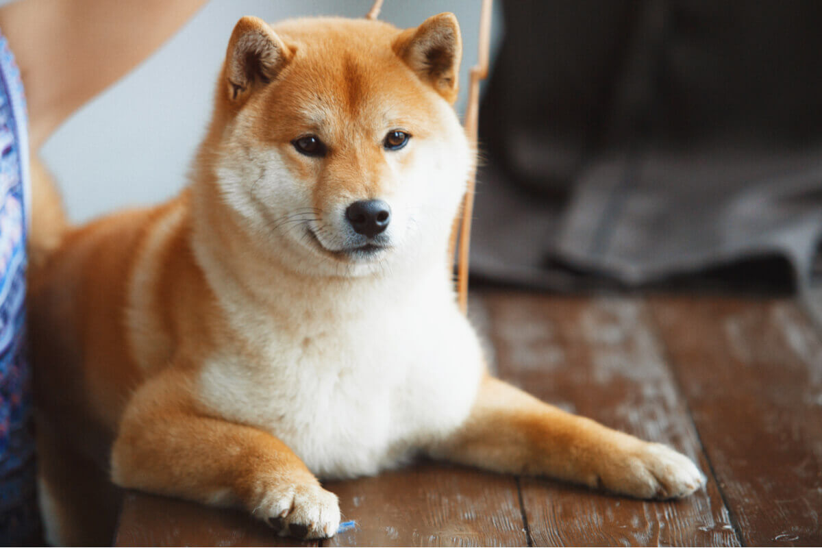 A Shiba Inu.