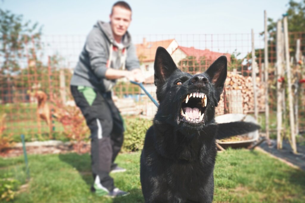 The 12 Most Aggressive Dog Breeds