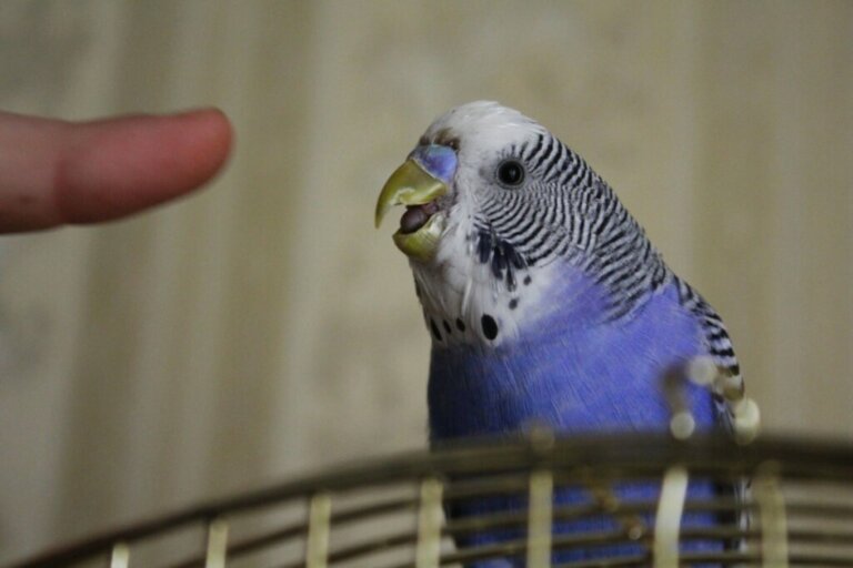 My Bird Bites Me: Causes and Solutions