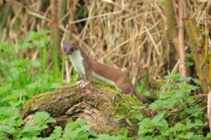 Is it Possible to Have a Stoat as a Pet?
