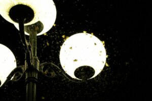 Why Light Attracts Insects!