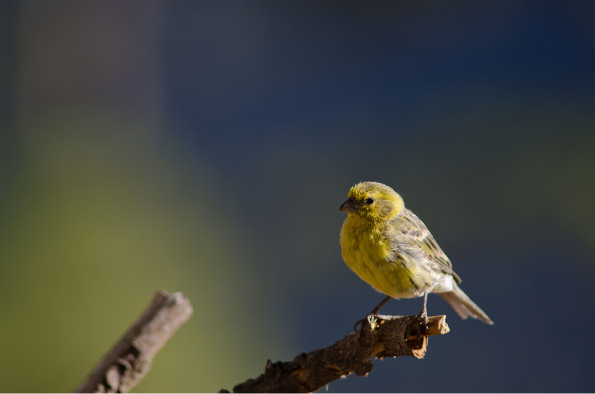 A canary perched on a branch.