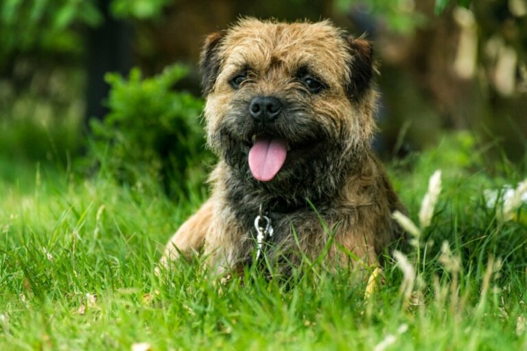 Border Terrier: All About this Breed