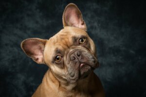 The Most Common Diseases in French Bulldogs