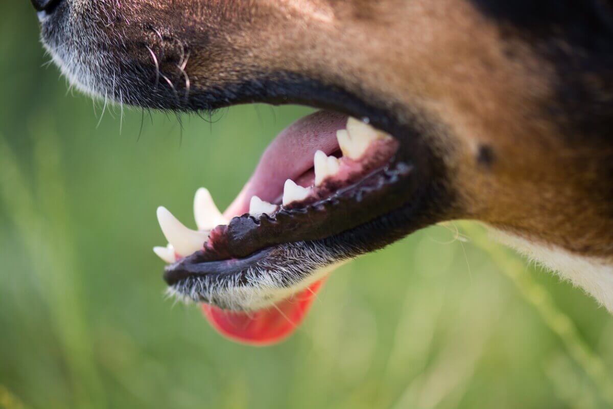 The profile of a dogs mouth and teeth.