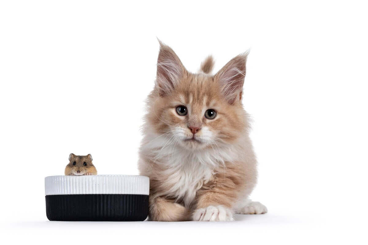 Ist es möglich, dass Katzen und Hamster zusammenleben?