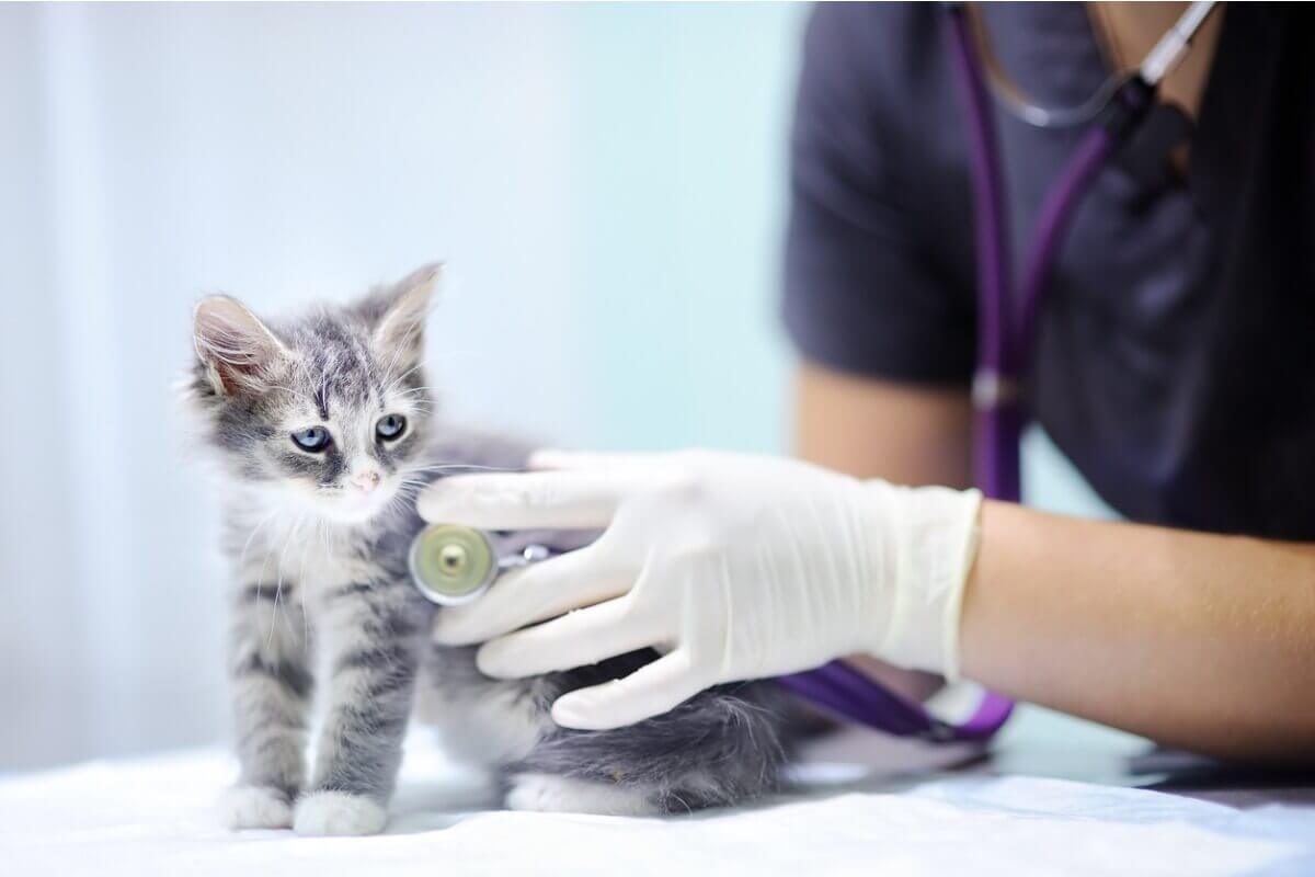 Kissaa tulee käyttää eläinlääkärissä säännöllisesti.