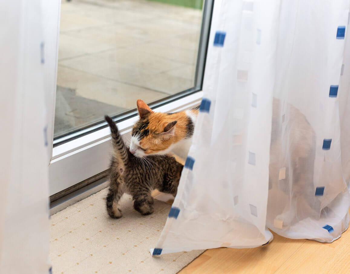 Yavru kedisinin anüsünü koklayan bir kedi.