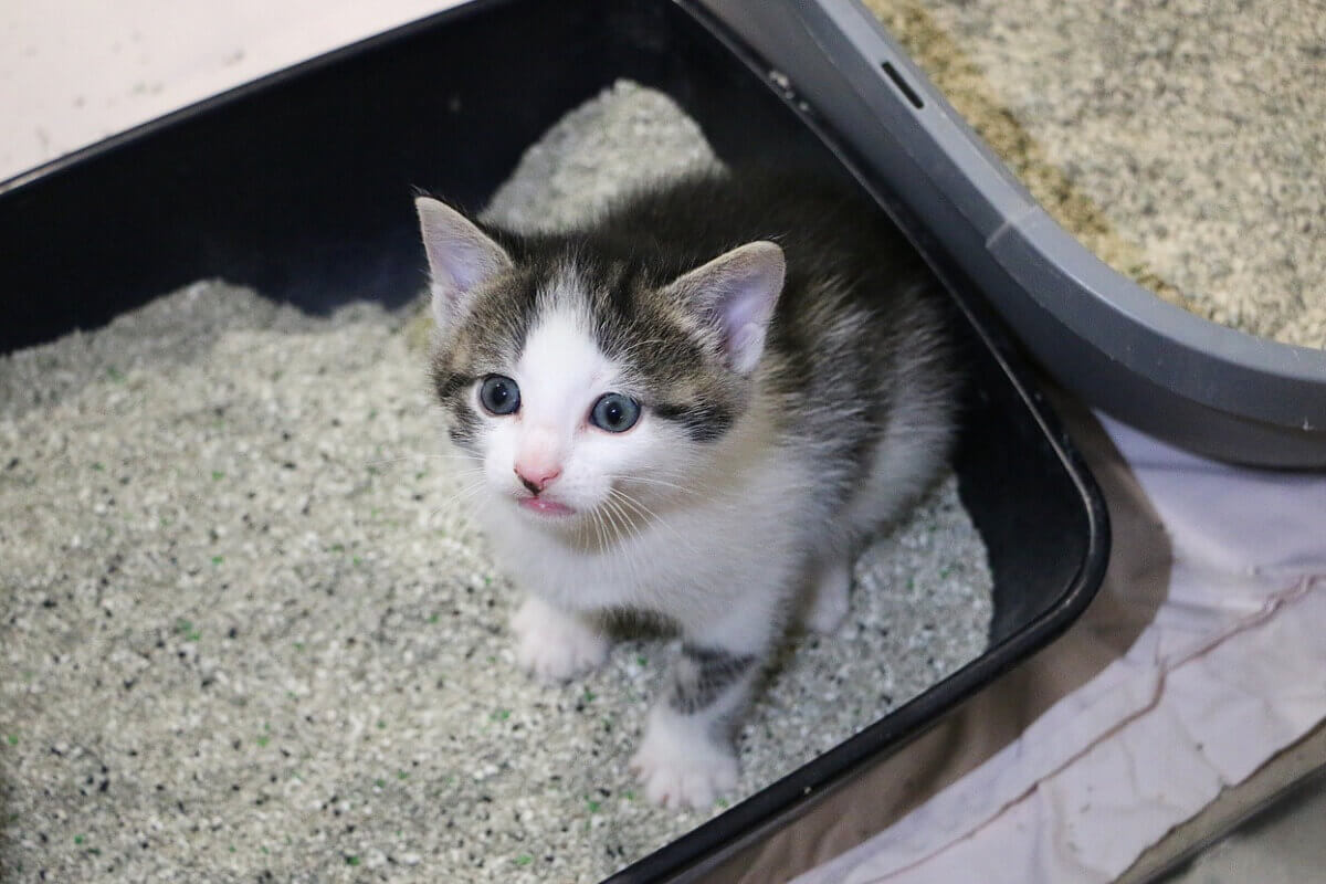 A kitten in a litter box.