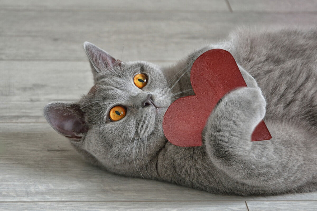 elinde bir kalp tutan oyuncu kedi