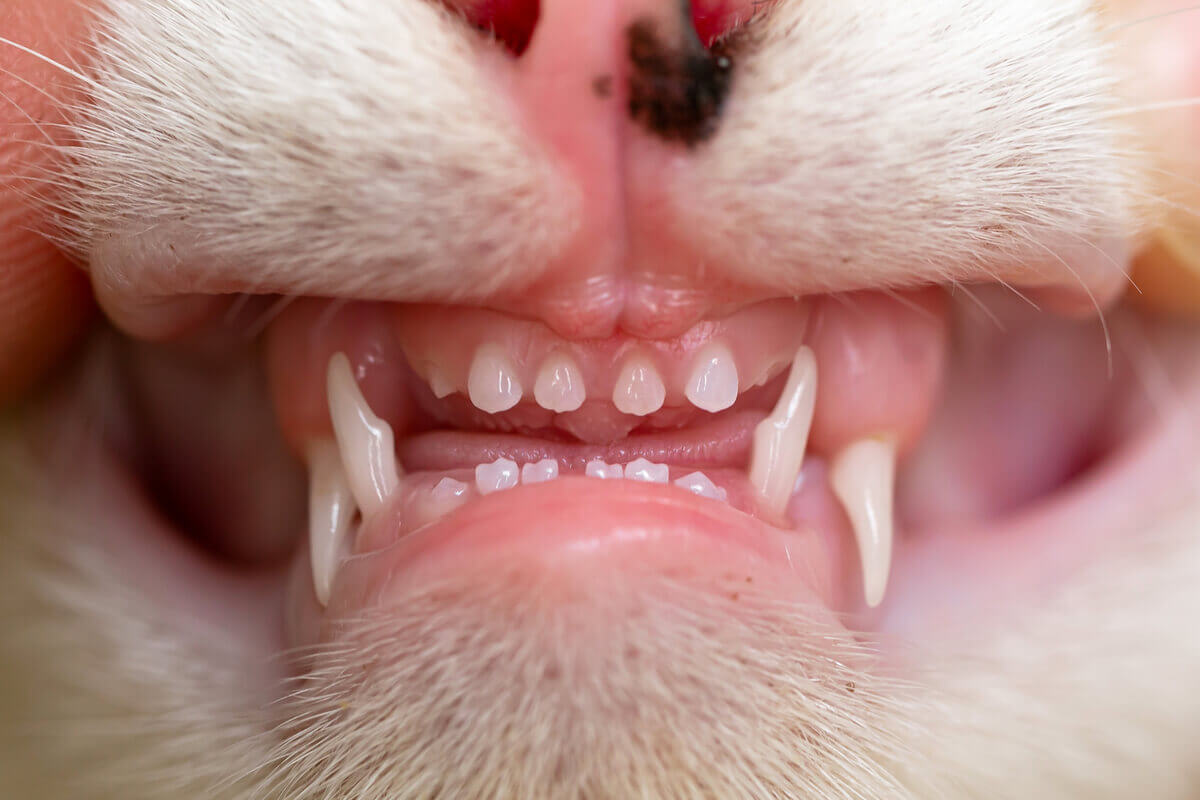 A cat showing its teeth.
