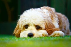 The Cavapoo: Characteristics and Care