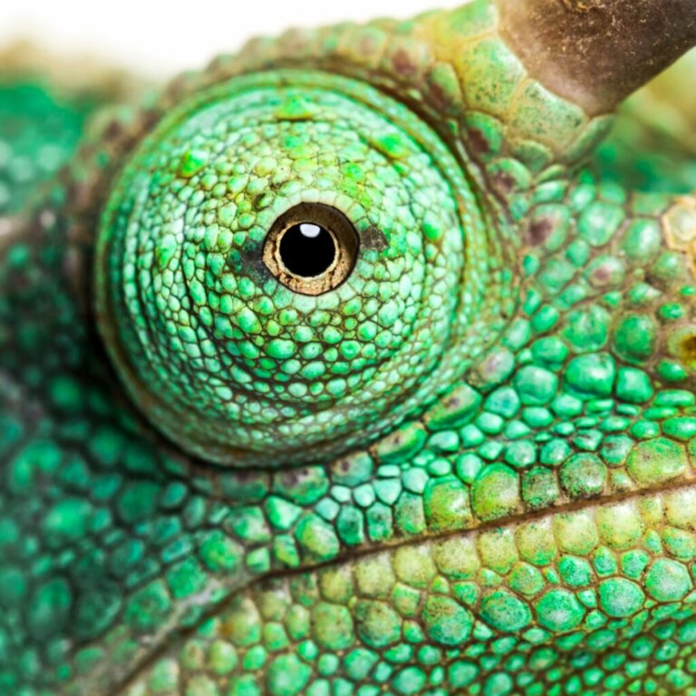 Voeltzkow's Chameleon: Spotted in Madagascar After a Century Without Sightings