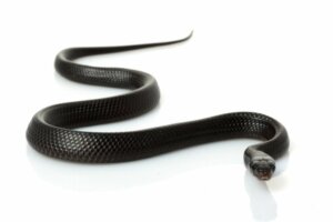 The Mussurana Snake: Habitat and Characteristics