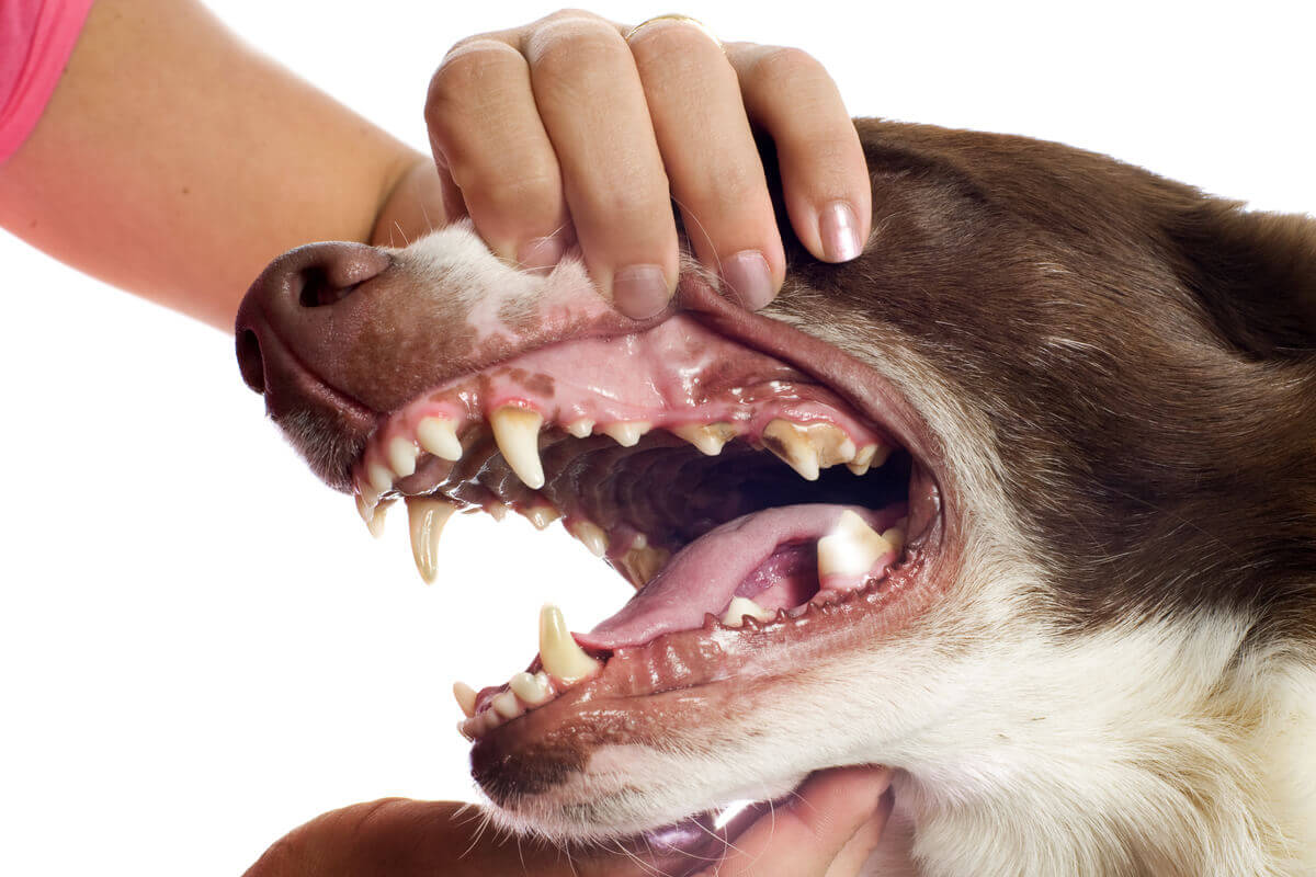 Bir köpeğin ağzını dişlerini göstermek için açan kişi.