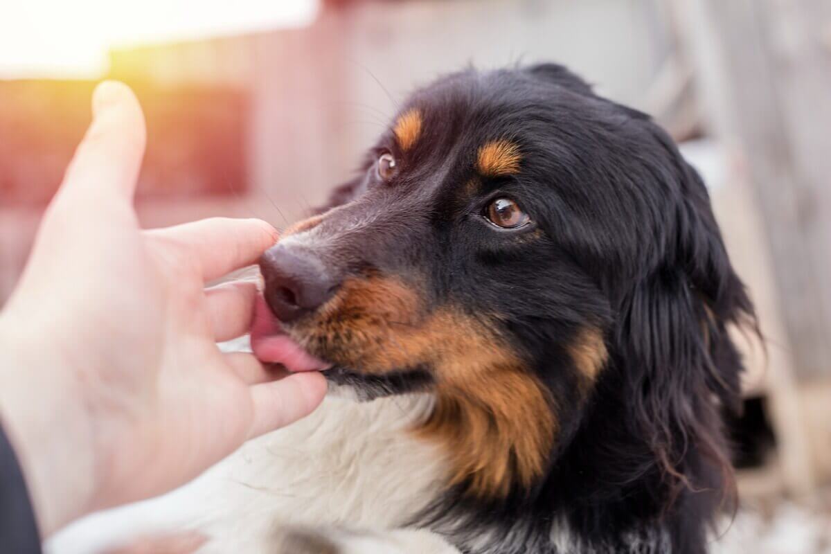 Hund slikker på sin ejers hånd
