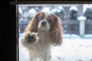 Why Do Dogs Scratch at the Door?