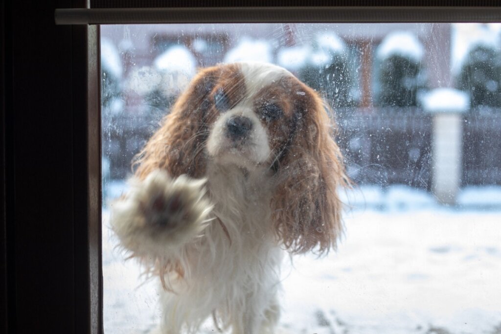 Собака стучит в дверь. Собака за стеклом. Спаниель грустный взгляд.