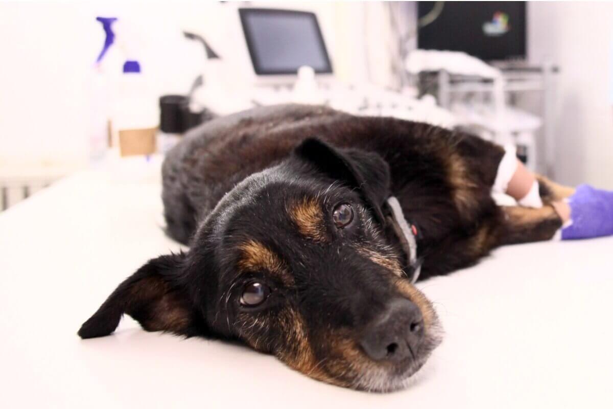 Syg hund ved dyrlæge