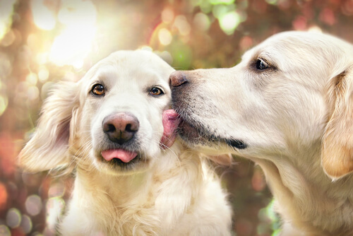 Why Do Some Dogs Obsessively Lick Other Dogs?
