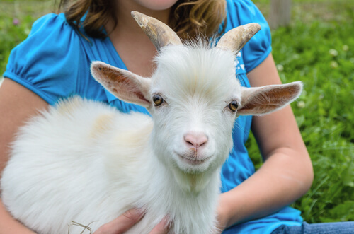 Pygmy Goats: An Adorable Animal to Have at Home