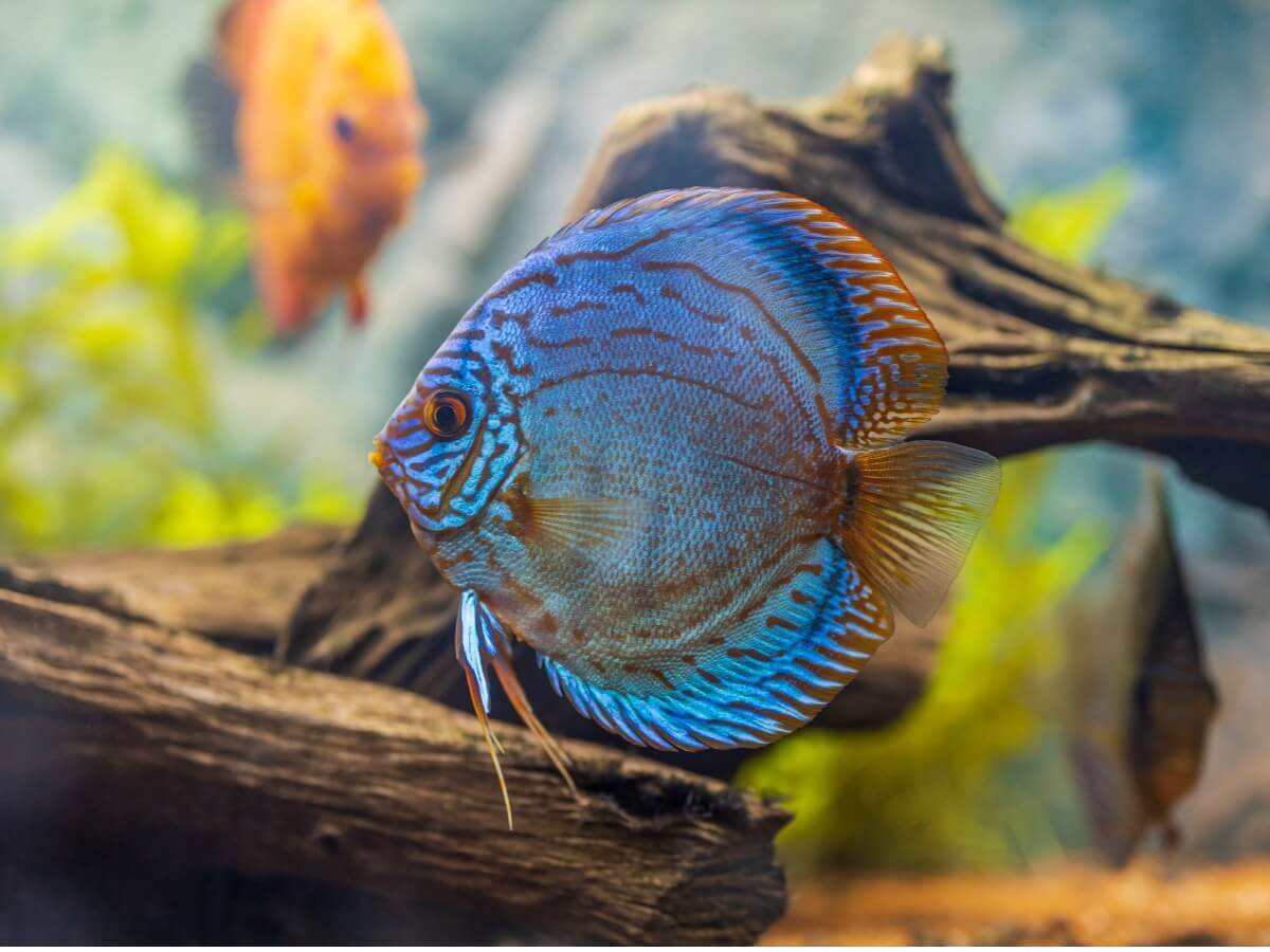 A blue and gold fish.