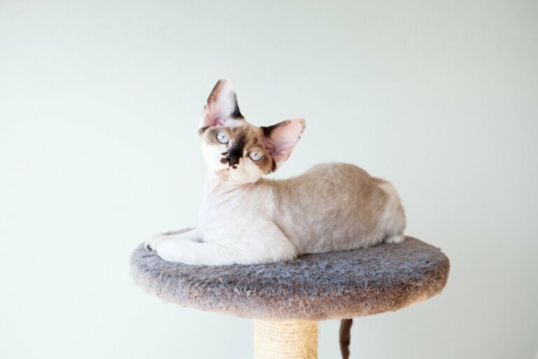 Colorpoint Shorthair Cat: All About this Breed