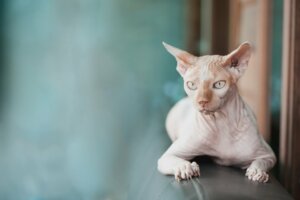 Do Sphynx Cats Have Hair?