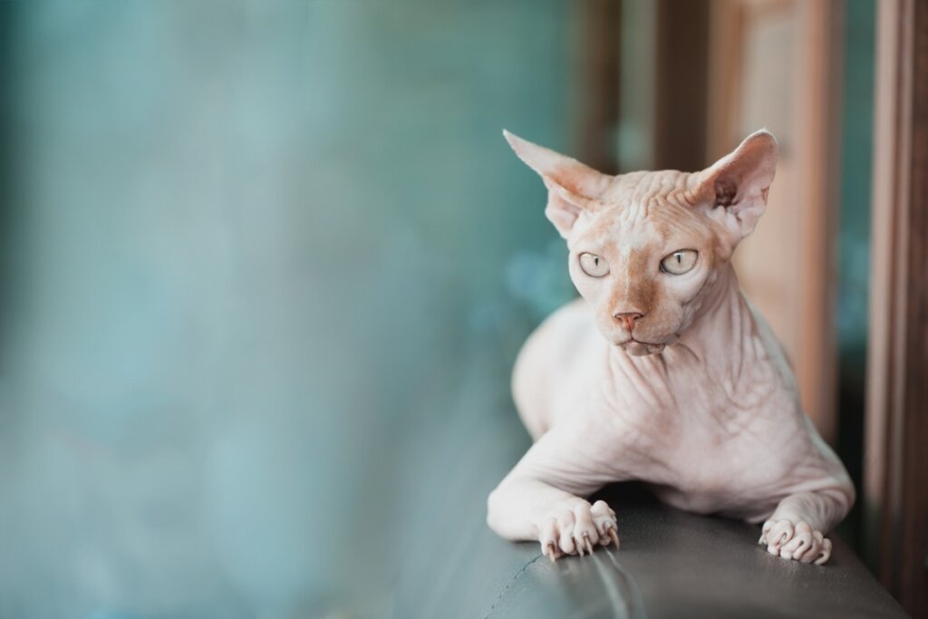 Do Sphynx Cats Have Hair?