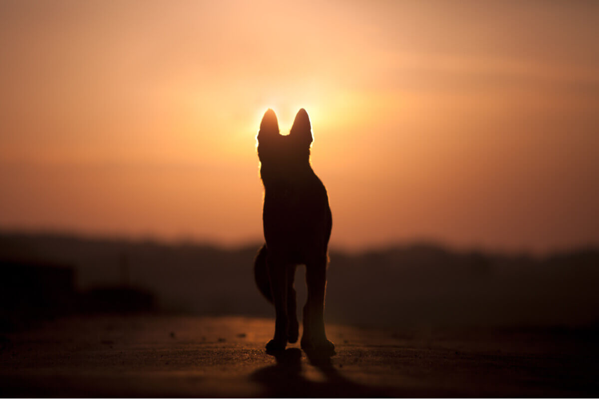 The silhouette of a German Shepherd with a sunset in the background.