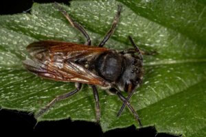 World's Largest Bee Rediscovered After 38 Years