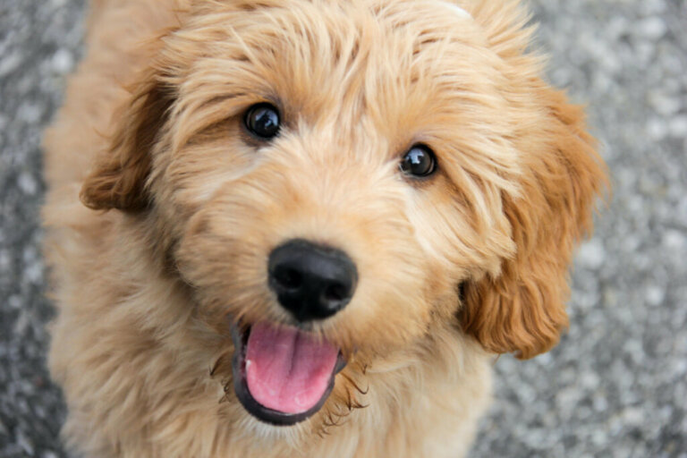 Goldendoodle: All About this Breed