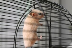 Why Does My Hamster Climb Its Cage?