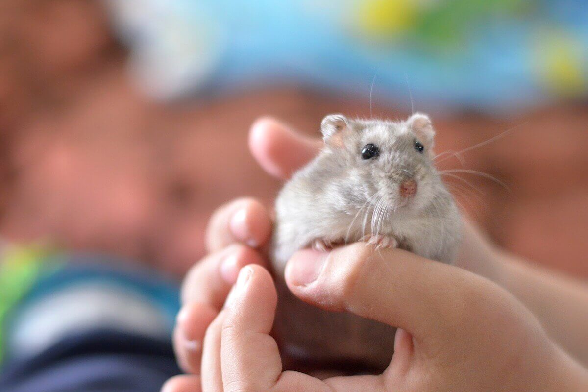 A child holding a hamster.