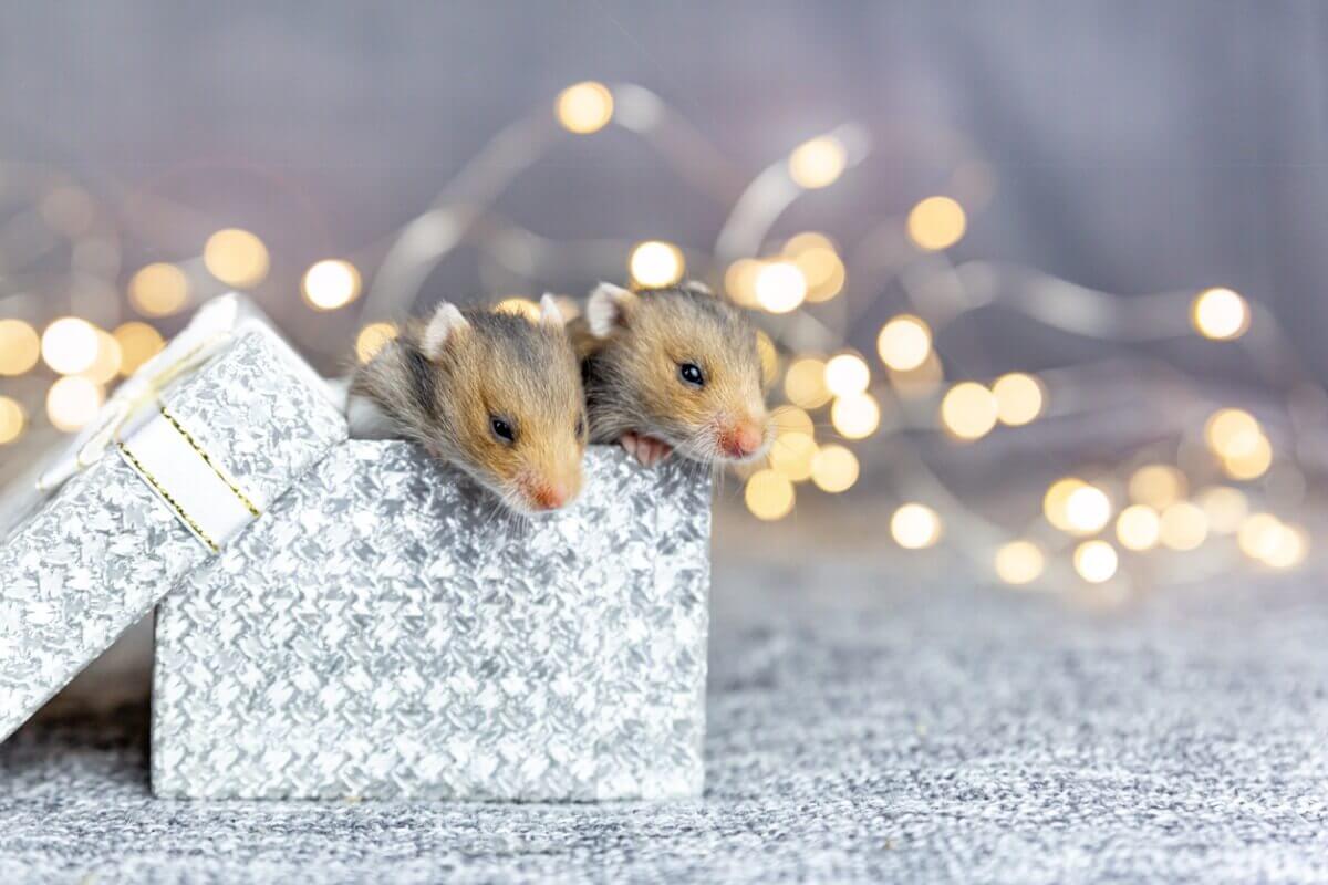 Two hampsters in a Christmas gift box.