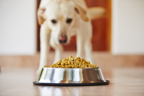 Tips to Fatten Up Your Dog