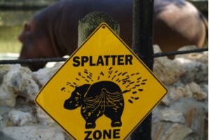 Hippo Feces: Their Importance in African Rivers and Lakes